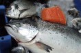 /album/fotogaleria-isiflor-productos-del-mar/salmon-trucha-jpg/
